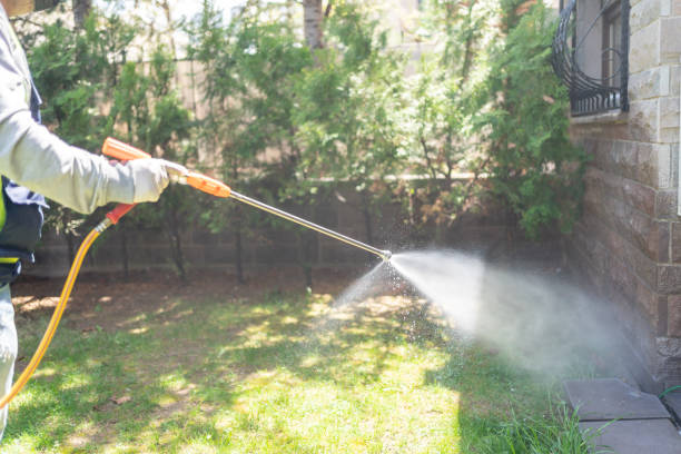 Best Wasp Removal Services  in Pemberwick, CT