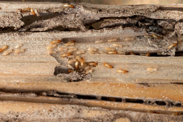 Trusted Pemberwick, CT Pest Control Experts